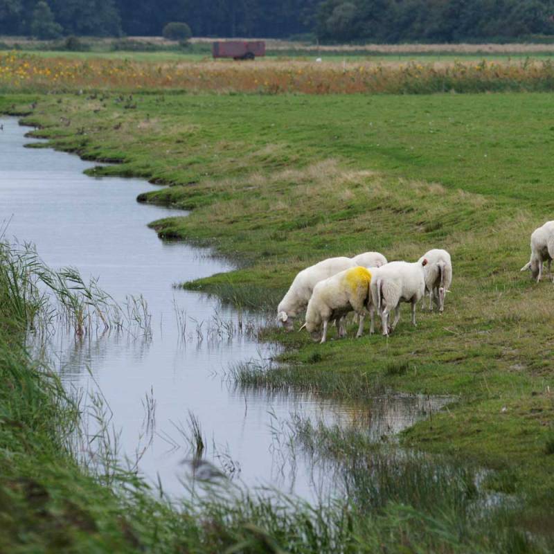 DeLieuw_wambus-lageoevers_original