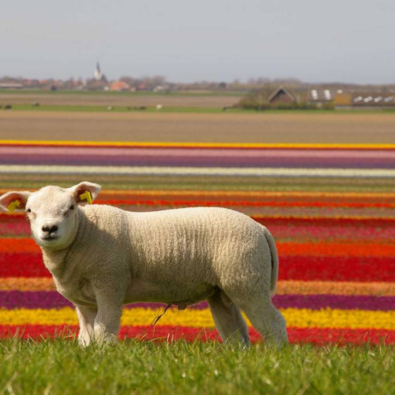 DeLieuw_lam_bloemen_original