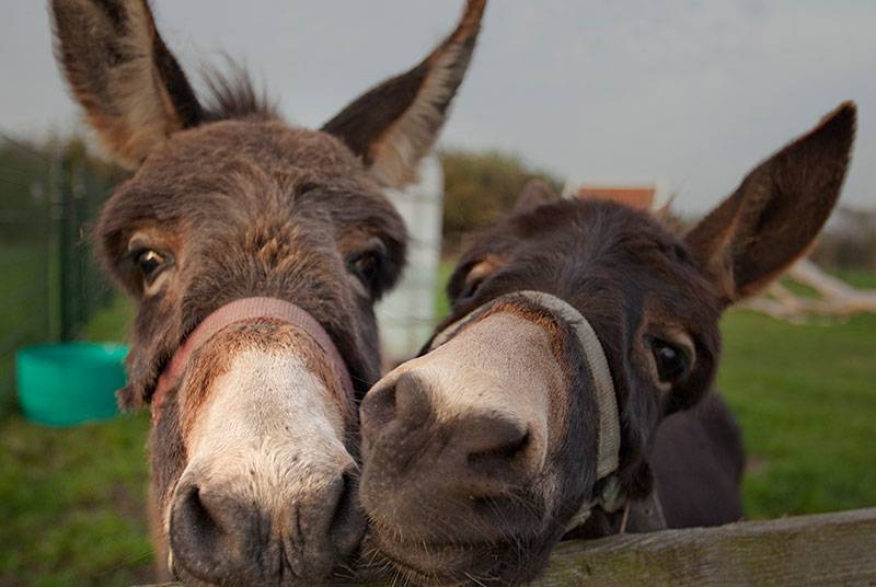 3-wandel-route-kruuskewegje-800-1_d34b5ac8eee1df817254e42b4ac9a4fe_original