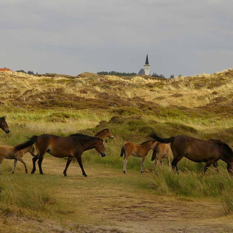 DeLieuw_paarden_bollekamer_original