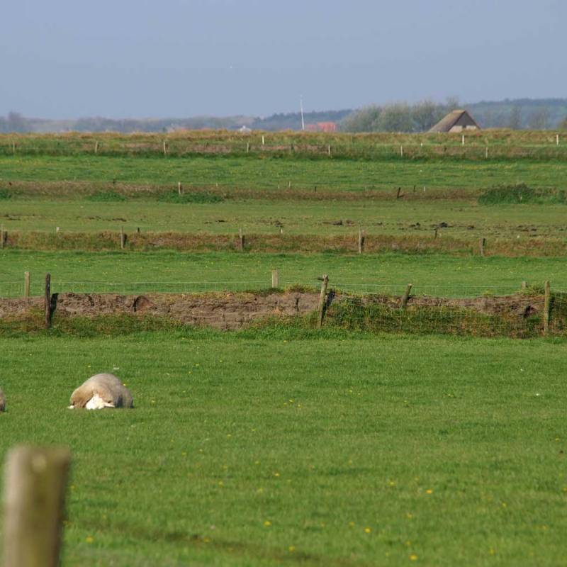 DeLieuw_tuunwal_landschap_original