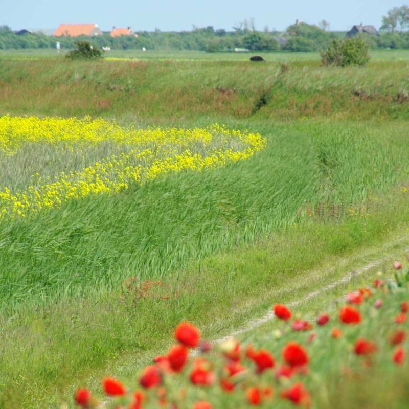 DeLieuw_Grie_hoorndernieuwland_original