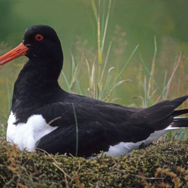 Haematopus_ostralegus-van_dia-004-nest_Tienhoven-juli-97-M_original
