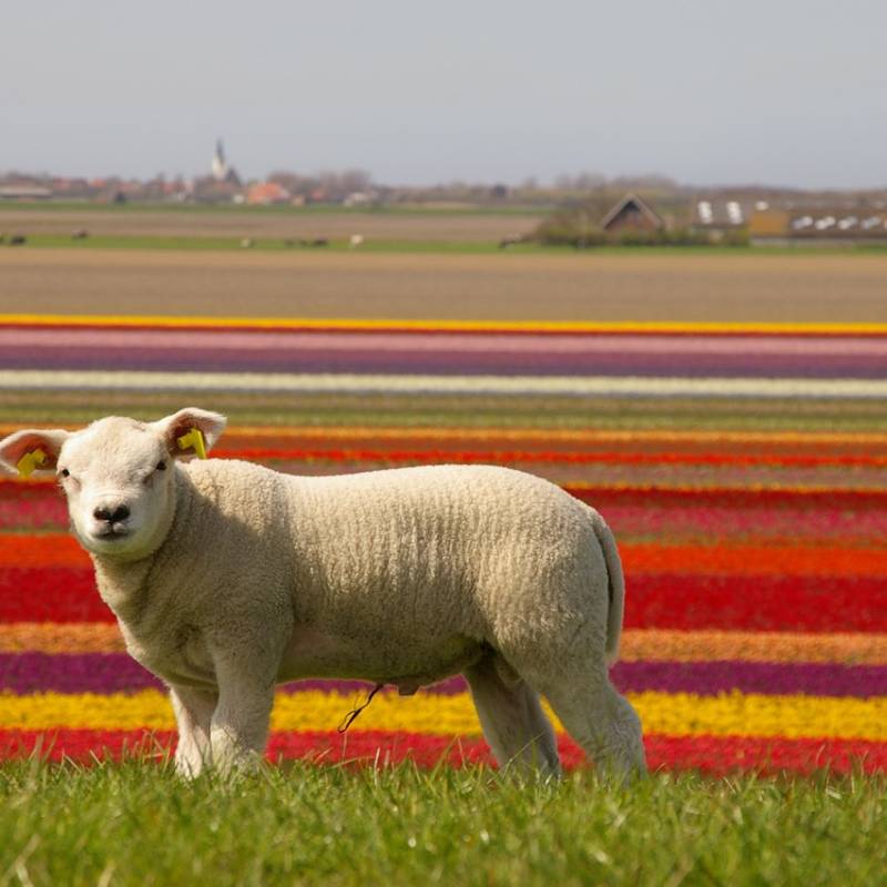 lam20en20bollenvelden20ph20polder20040820420groot_original